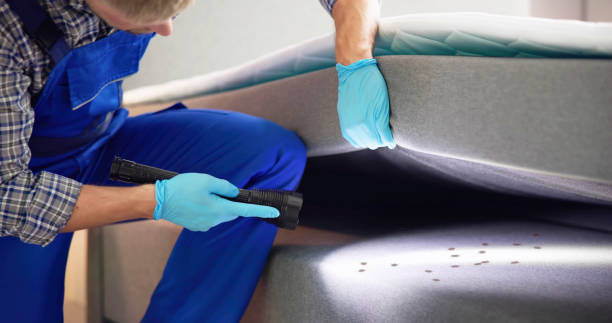 Best Local Pest Control Services  in Kaibab Estates West, AZ