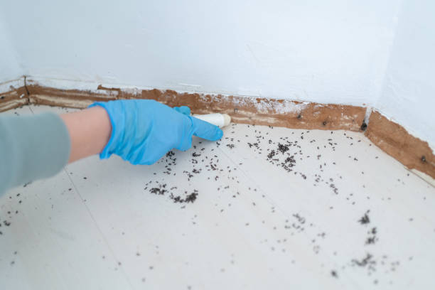 Best Pest Prevention Services  in Kaibab Estates West, AZ