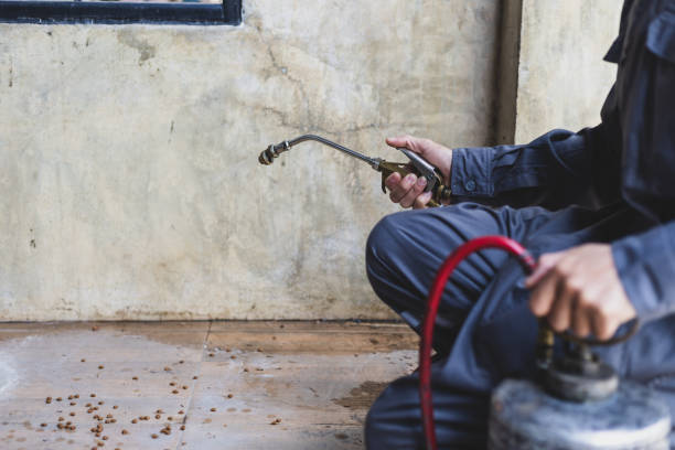 Best Termite Control Services  in Kaibab Estates West, AZ
